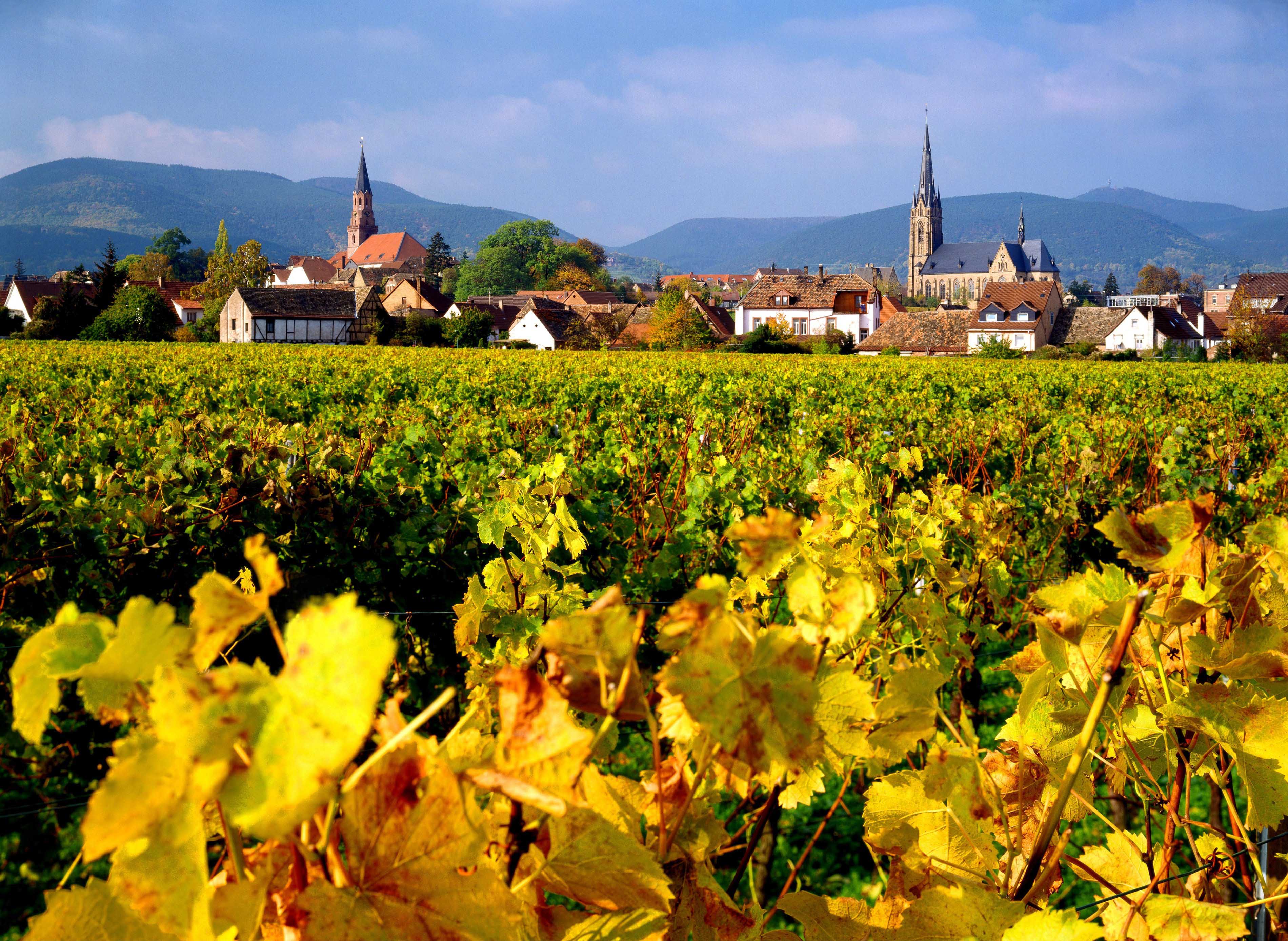 Pfälzer Weinland: Genusswandern im Garten Eden der Pfalz ...